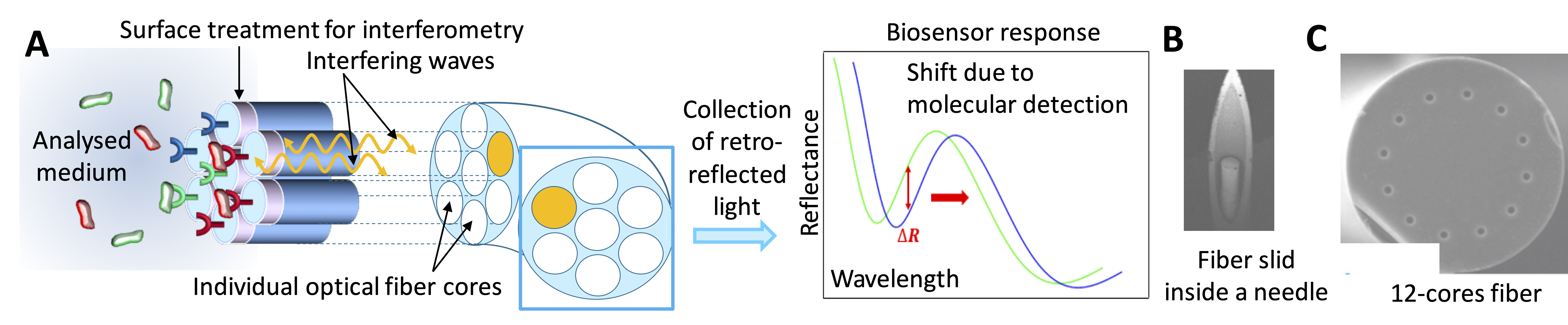 fiber-based biosensor