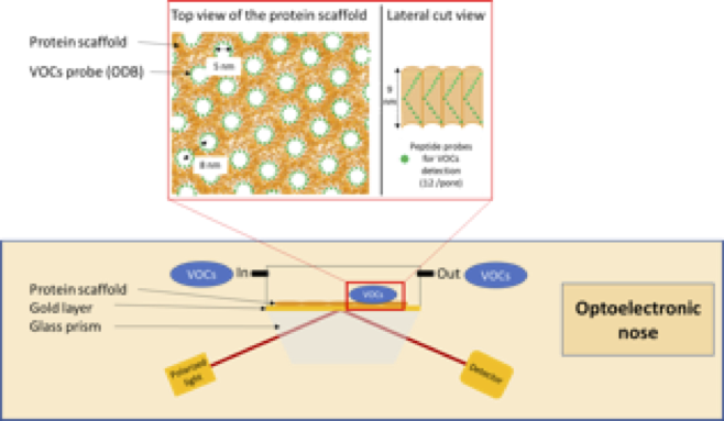 Protein Scaffold