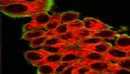 Fluorescence contrasts for deep 3D imaging in cell cultures incubated with molecular nanocrystals (40-60 nm) emitting in the red through a two photon excitation in the near IR