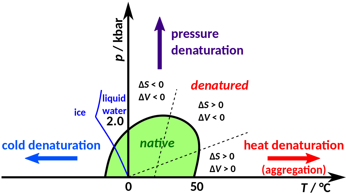 Cold denaturation
