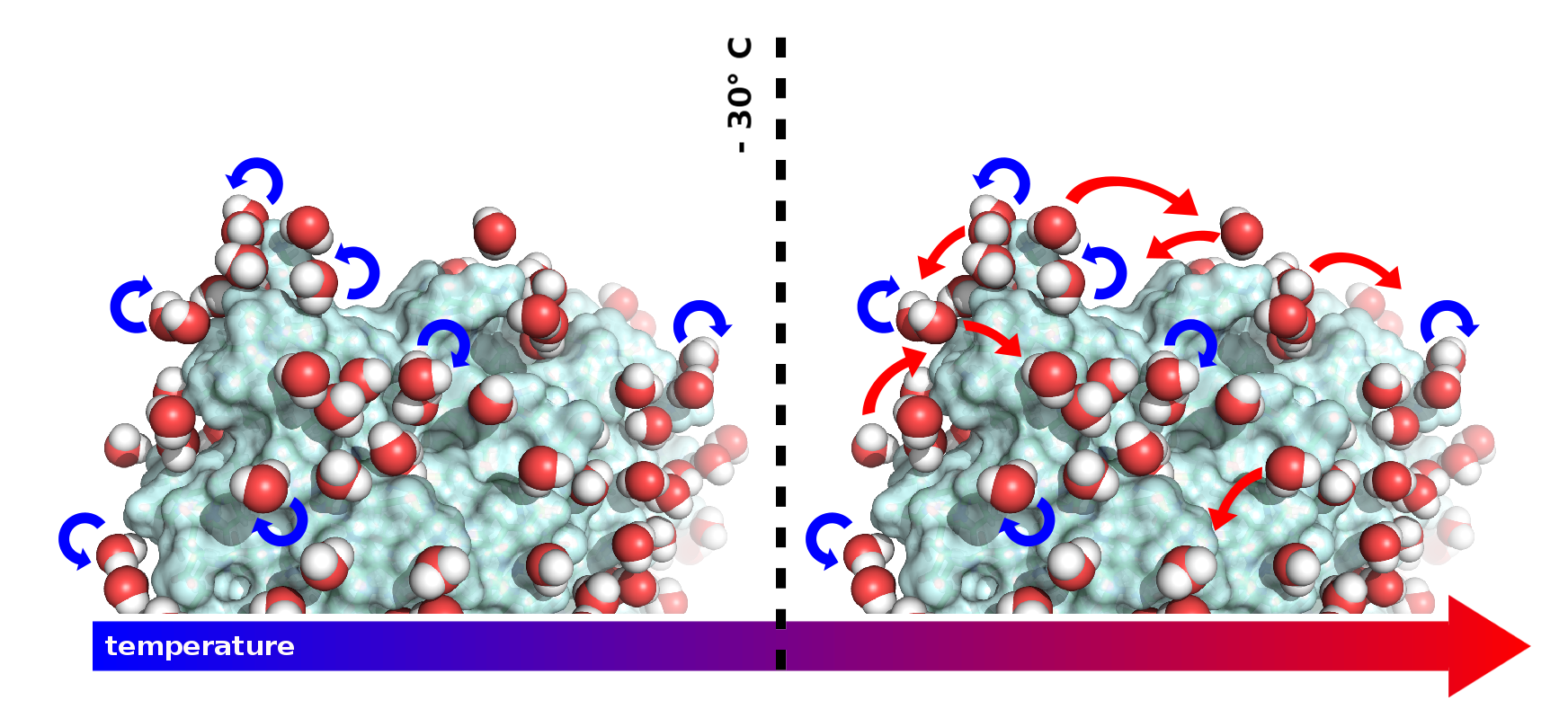 Molecular dynaics of proteins