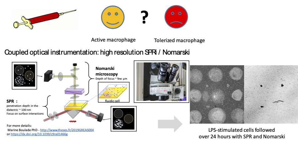 SPRHR1