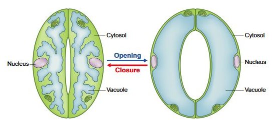 vacuole