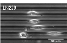 Gliobalstoma cells (LN229 cell line) grown on a 2D stiffness pattern made of polyacrylamide remain confined on the stiff stripes 